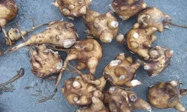 附子的种植管理技术