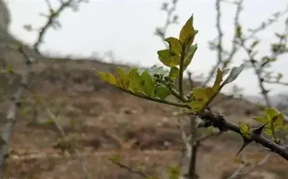 花椒冻害成因及预防措施