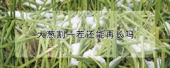 大葱割一茬还能再长吗