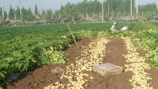 土豆种植成本及效益分析