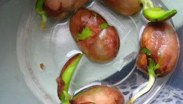 菠萝蜜种子怎么种 菠萝蜜树在北方能种吗