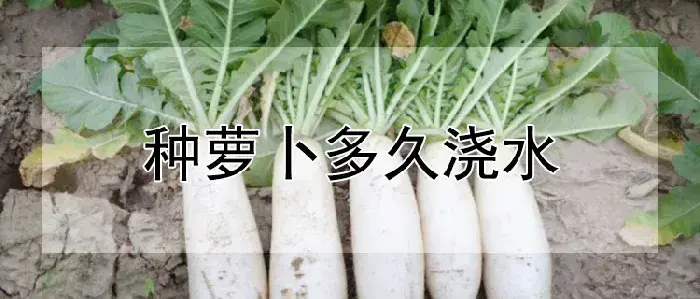 种萝卜多久浇水