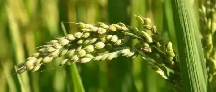 旱稻种植时间和方法