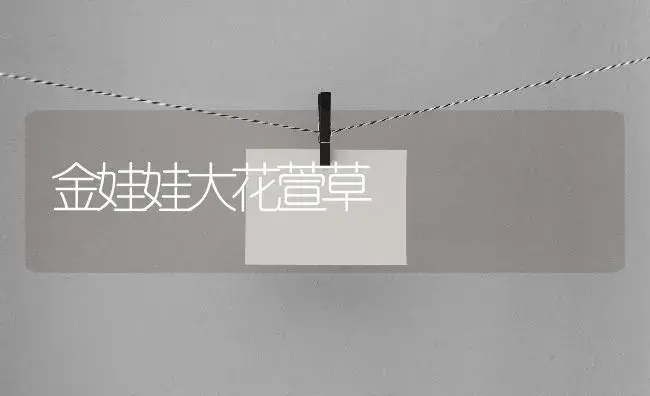 金娃娃大花萱草 | 植物知识