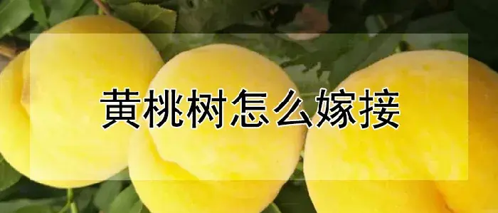 黄桃树怎么嫁接