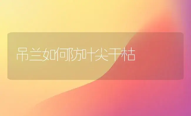 吊兰如何防叶尖干枯 | 植物知识