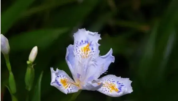 蝴蝶花怎么养 蝴蝶花种植方法与注意事项