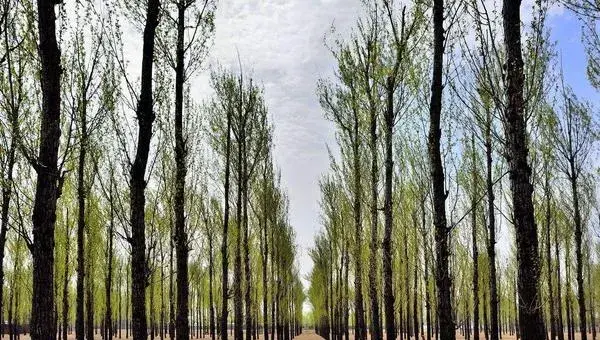 速生杨树的种植和管理