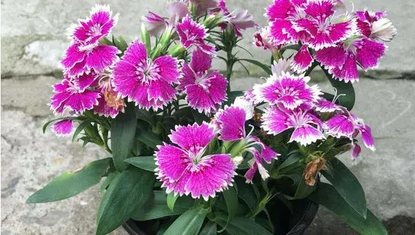 石竹花怎么养 石竹花养殖方法与注意事项