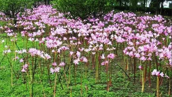 换锦花的养殖方法及养护技巧