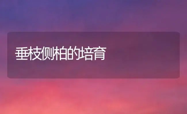 垂枝侧柏的培育 | 植物知识