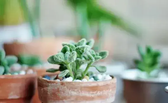 碰碰香如何度夏，掌握以下4点才是关键