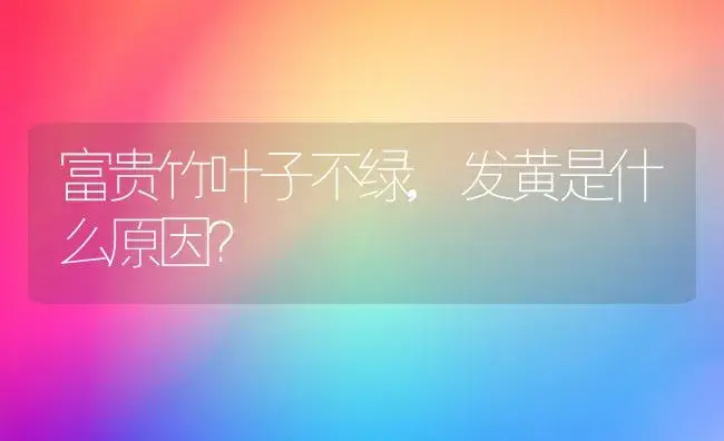 富贵竹叶子不绿,发黄是什么原因？ | 植物问答