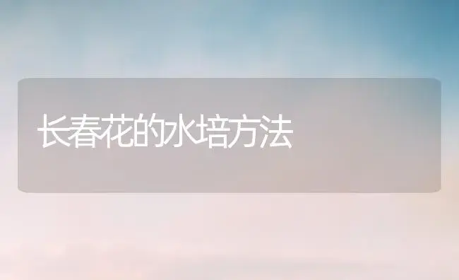 长春花的水培方法 | 植物科普