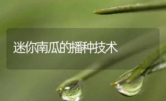 迷你南瓜的播种技术 | 植物百科