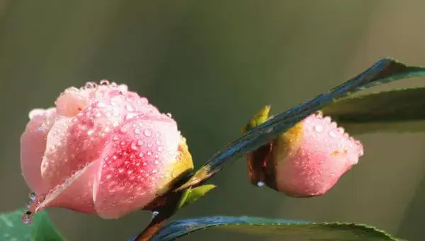 山茶花怎么养 山茶花的养殖方法与注意事项