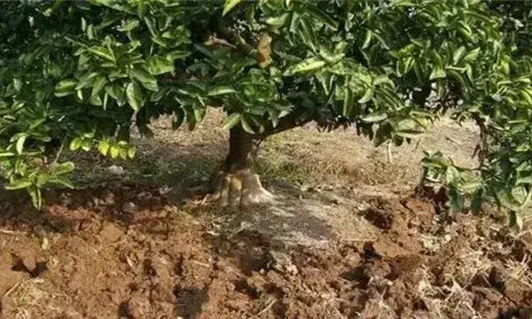 柑橘种植土壤要求