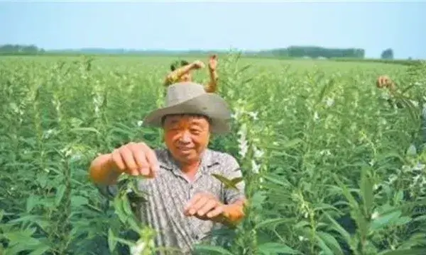 芝麻打顶时间注意什么