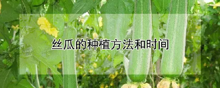 丝瓜的种植方法和时间