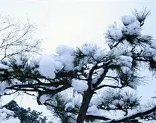 雪松在昆明苗木市场走俏