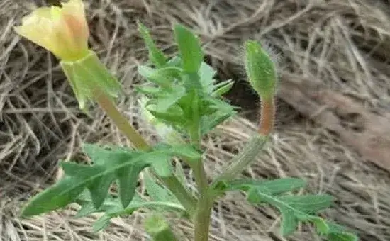 月苋草如何种植?月苋草的种植技术要点