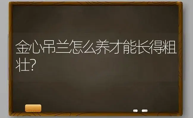 金心吊兰怎么养才能长得粗壮？ | 植物问答