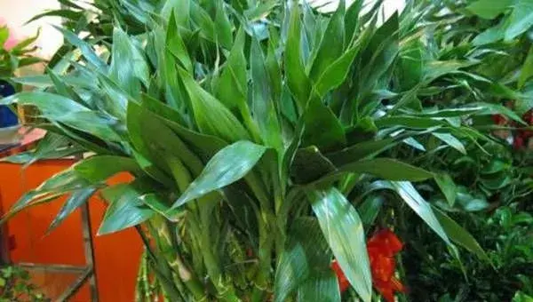 在家水培植物怎么养？这技巧你一定用的到