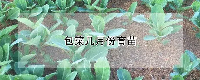 包菜几月份育苗