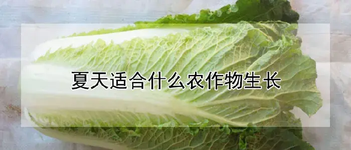 夏天适合什么农作物生长