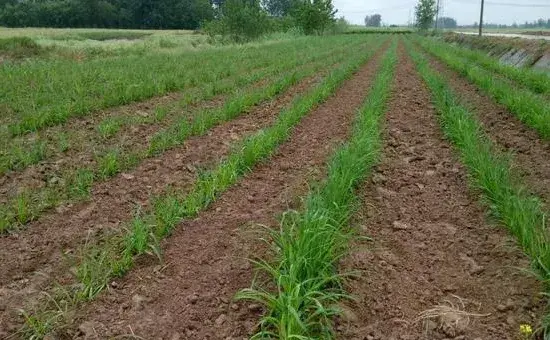 黄花菜什么时候种植，种植技术介绍