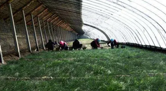 沙葱怎么人工种植 大棚种植沙葱技术