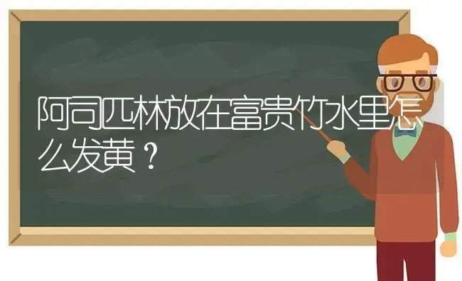 阿司匹林放在富贵竹水里怎么发黄？ | 植物问答