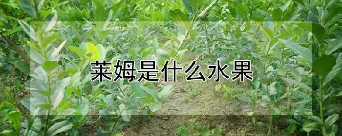 莱姆是什么水果