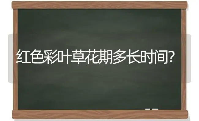 红色彩叶草花期多长时间？ | 植物问答