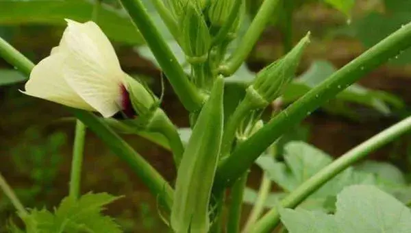 黄秋葵种植技术大全