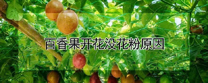 百香果开花没花粉原因