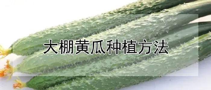 大棚黄瓜种植方法