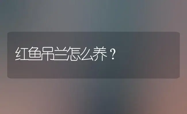 红鱼吊兰怎么养？ | 植物问答