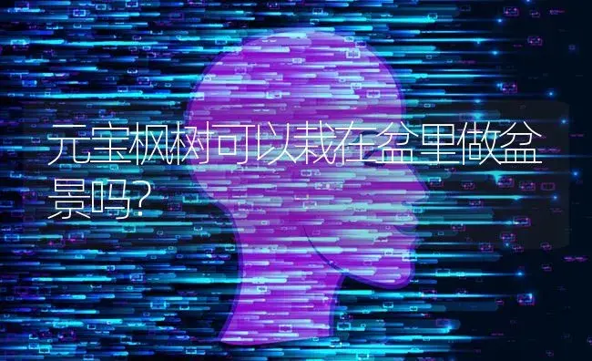 元宝枫树可以栽在盆里做盆景吗？ | 植物问答