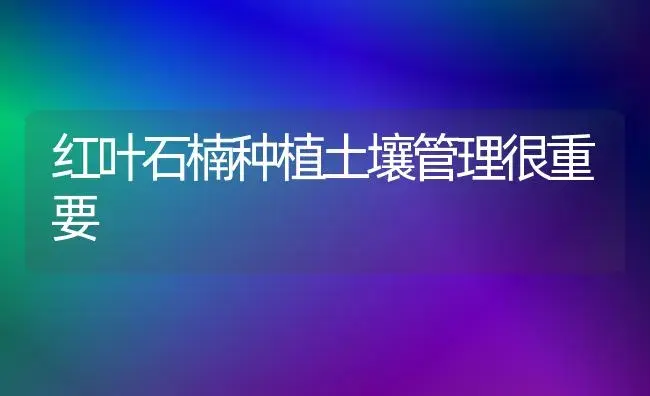 红叶石楠种植土壤管理很重要 | 植物知识