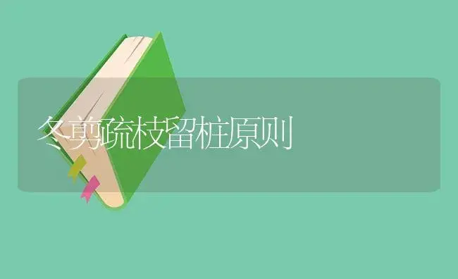 君子兰如何安全度夏 | 植物知识