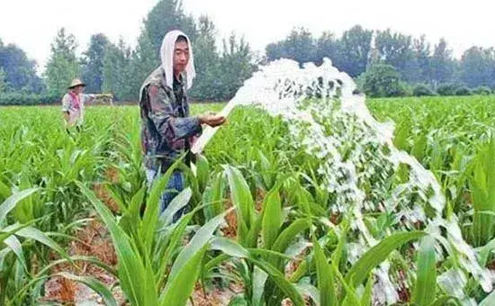 种植玉米遇到干旱情况要如何浇水?这五种浇水方式可供选择