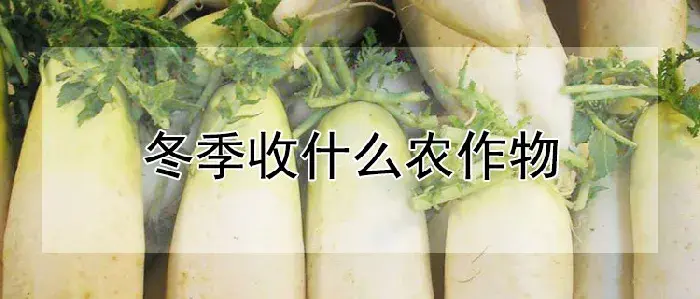 冬季收什么农作物