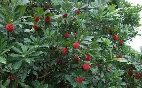杨梅落花落果的原因？怎么预防治疗