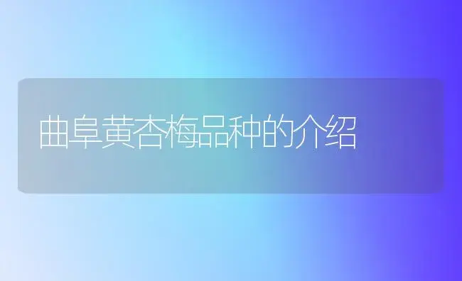 曲阜黄杏梅品种的介绍 | 植物科普