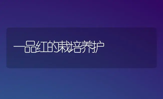 一品红的栽培养护 | 植物科普