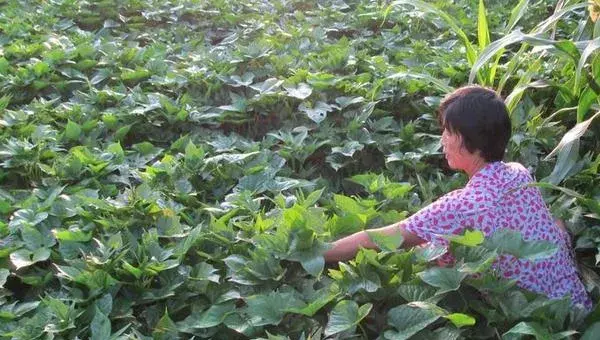 2018种红薯赚钱吗？红薯种植的利润与投资成本及前景预测