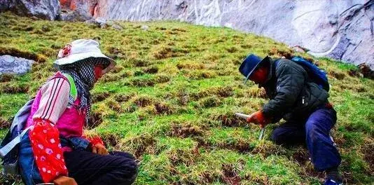 2017种冬虫夏草赚钱吗？2017种冬虫夏草前景及市场价格行情分析