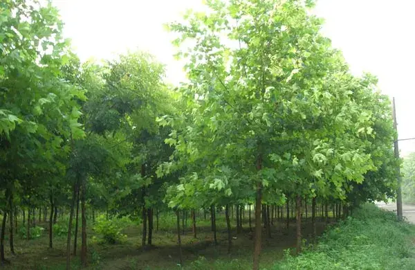 白蜡树种植技巧 白蜡树的种植方法介绍