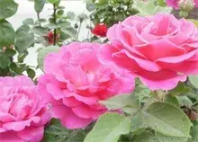 淅川·朝阳月季友谊园在京开建